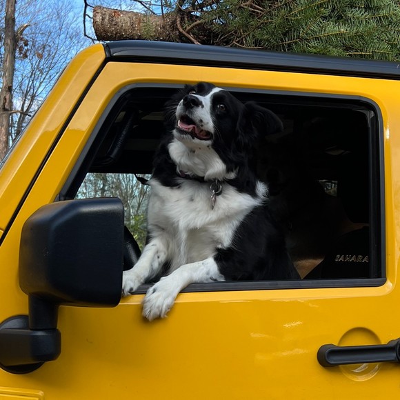 Meet your Posher, River! - Picture 3 of 16